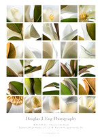 magnolia poster_web