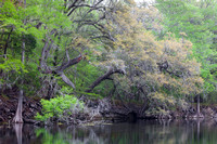 Santa Fe River Park, Osceola National Forest