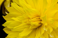 DahliaFarm_2013-0822-036