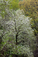 Flowering Trees 007