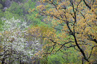Flowering Trees 013