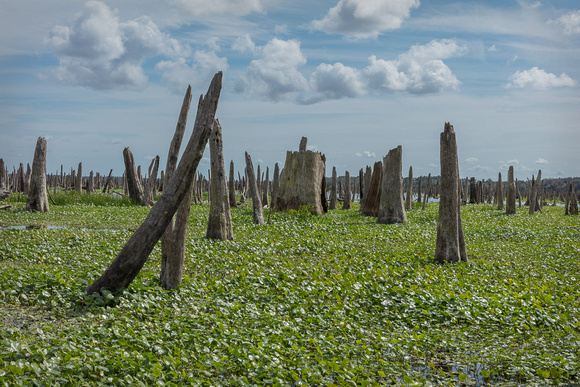 Ocklawaha-2020-0224-1323