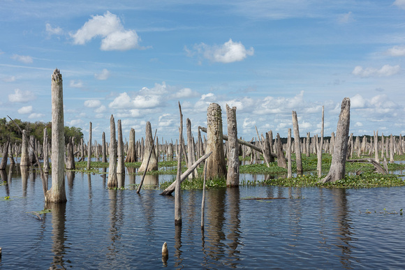 Ocklawaha-2020-0224-1322