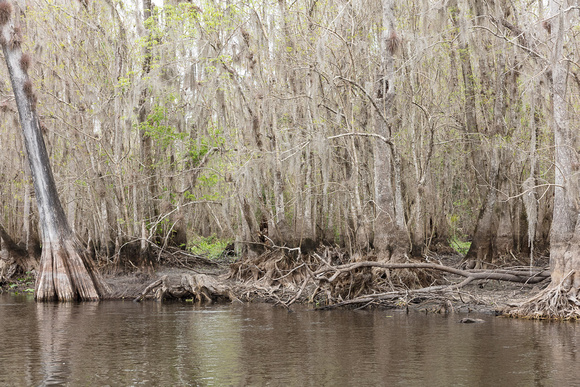 Ocklawaha-2020-0219-645