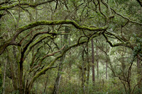 BigTalbot_2016-0108-059